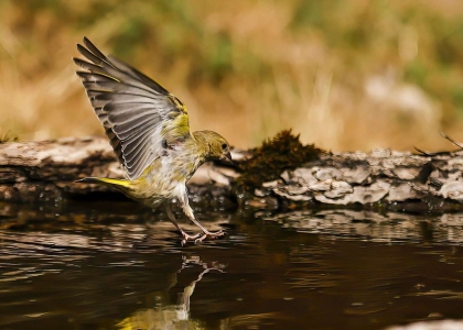 49A2403-gigapixel-low_res-scale-2_00x