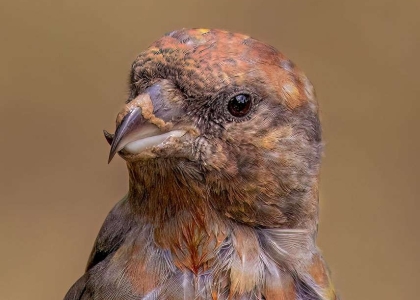 49A4380-Editar-Editar